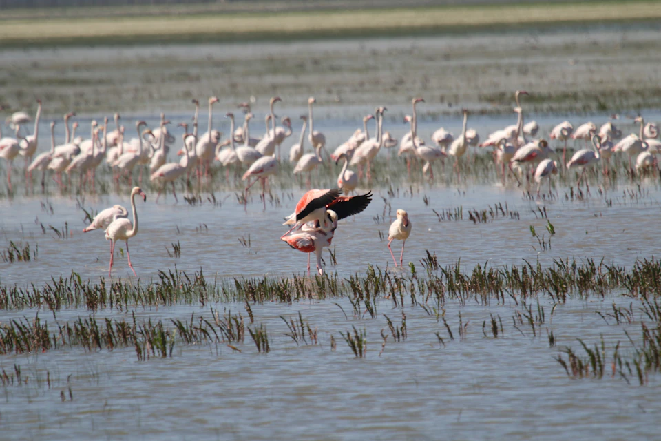 A large group of flamingos stands and wades in shallow water with grassy patches in a natural wetland area.