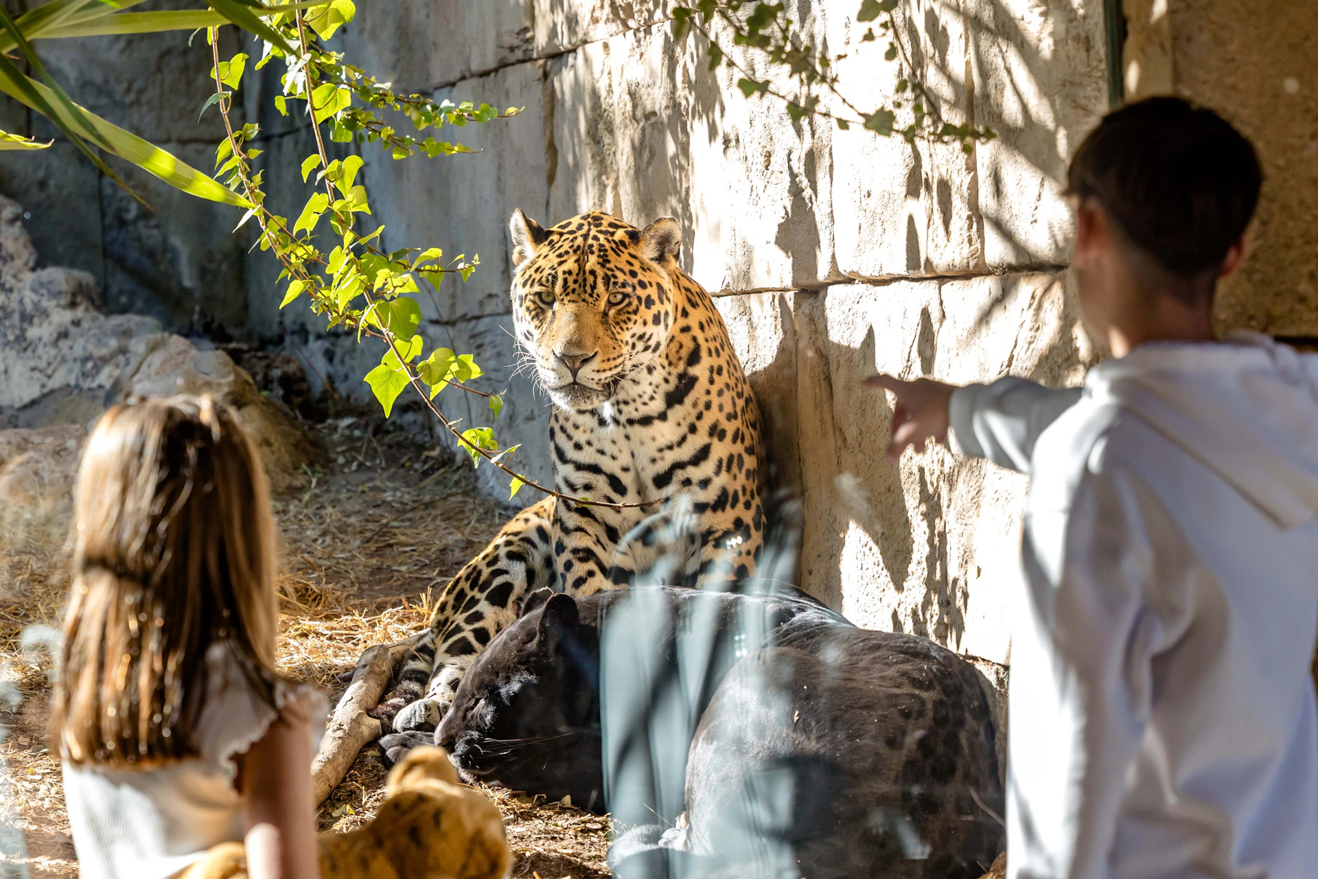 A leopard and a black panther resting in an enclosure with sunlight, plants, and a person pointing at them.