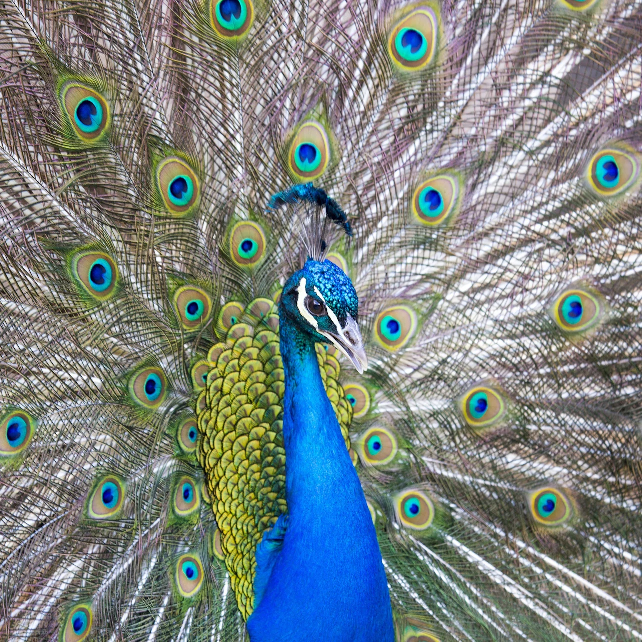 Bronx Zoo: Entry Ticket in New York β Tiqets