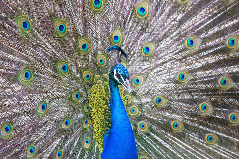 A peacock displaying its vibrant, fanned-out tail feathers with iridescent blue and green eyespots.