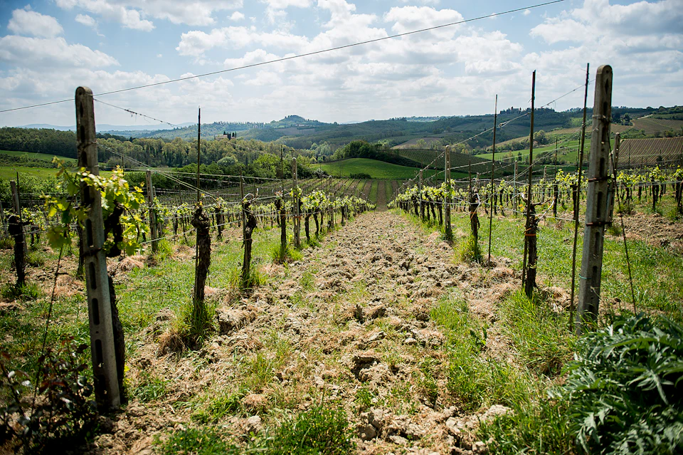 Rows of grapevines in a vineyard with rolling hills and a cloudy sky in the background.
