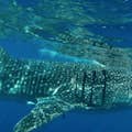 Cancun Walhaie All-Inclusive Tour