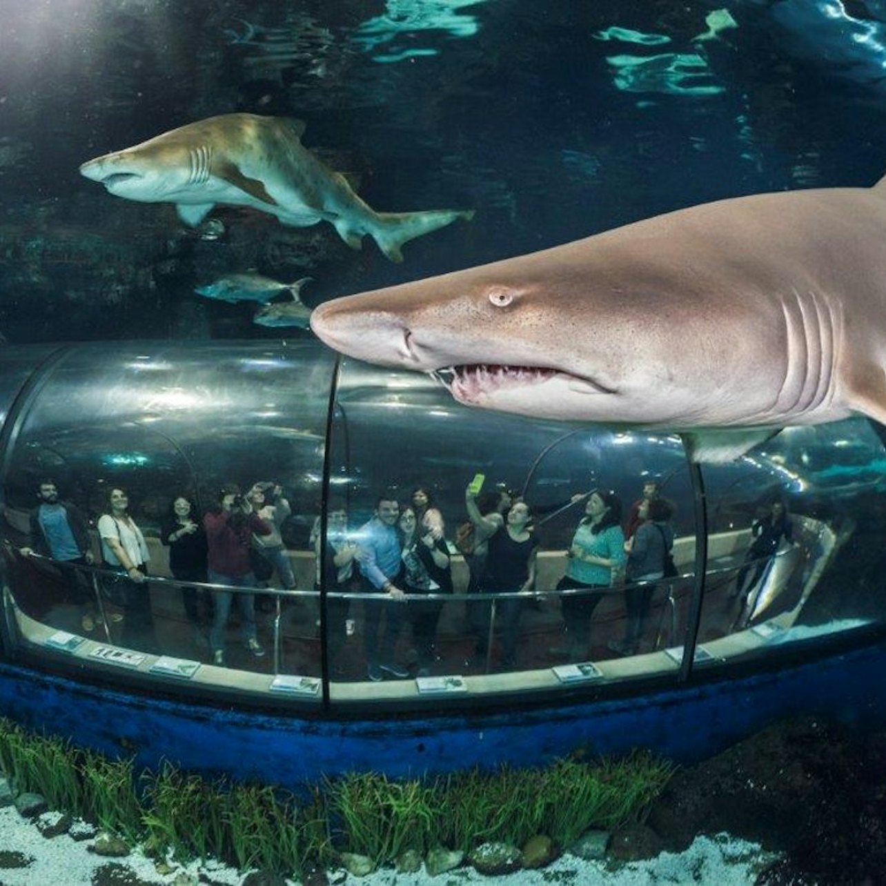 L'Aquarium de Barcelona: Flexi-ticket - Alojamientos en Barcelona