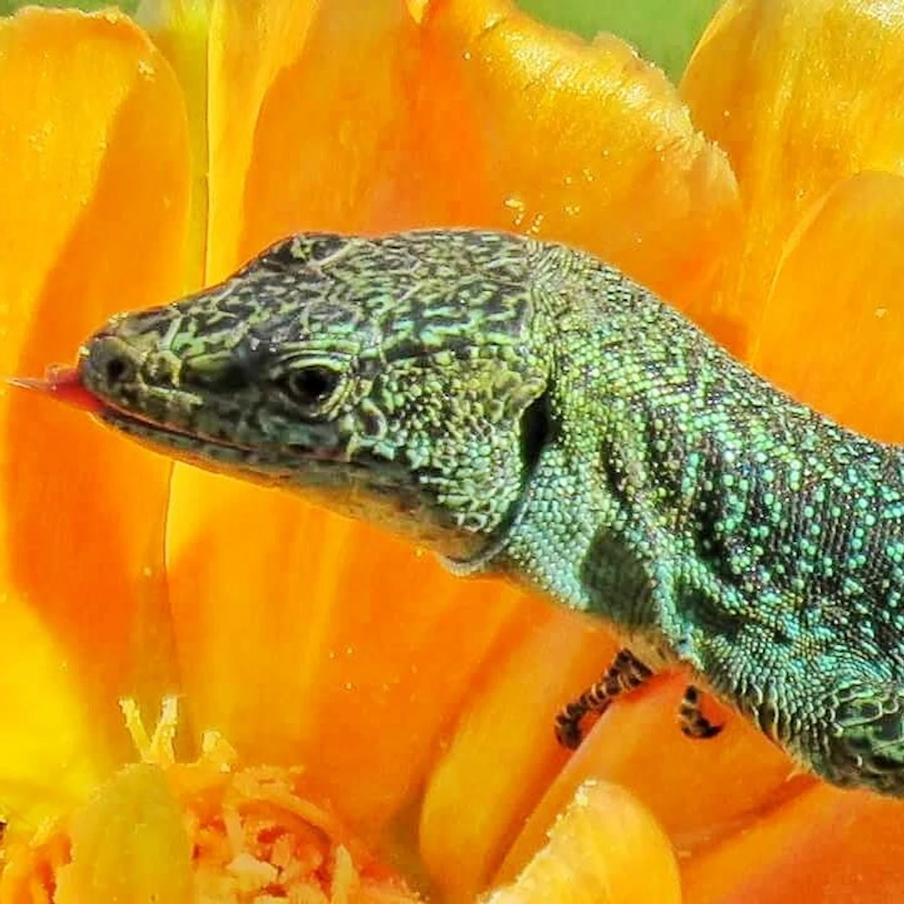 Slider Image
