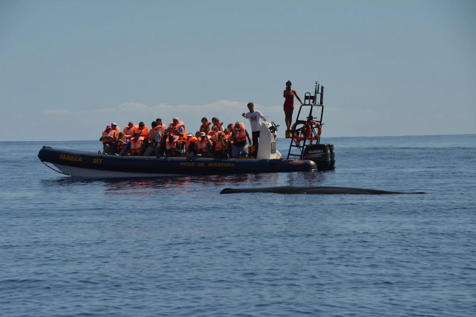 Tourists in orange life jackets on a boat watch a whale swimming nearby in calm, open water under a clear sky.