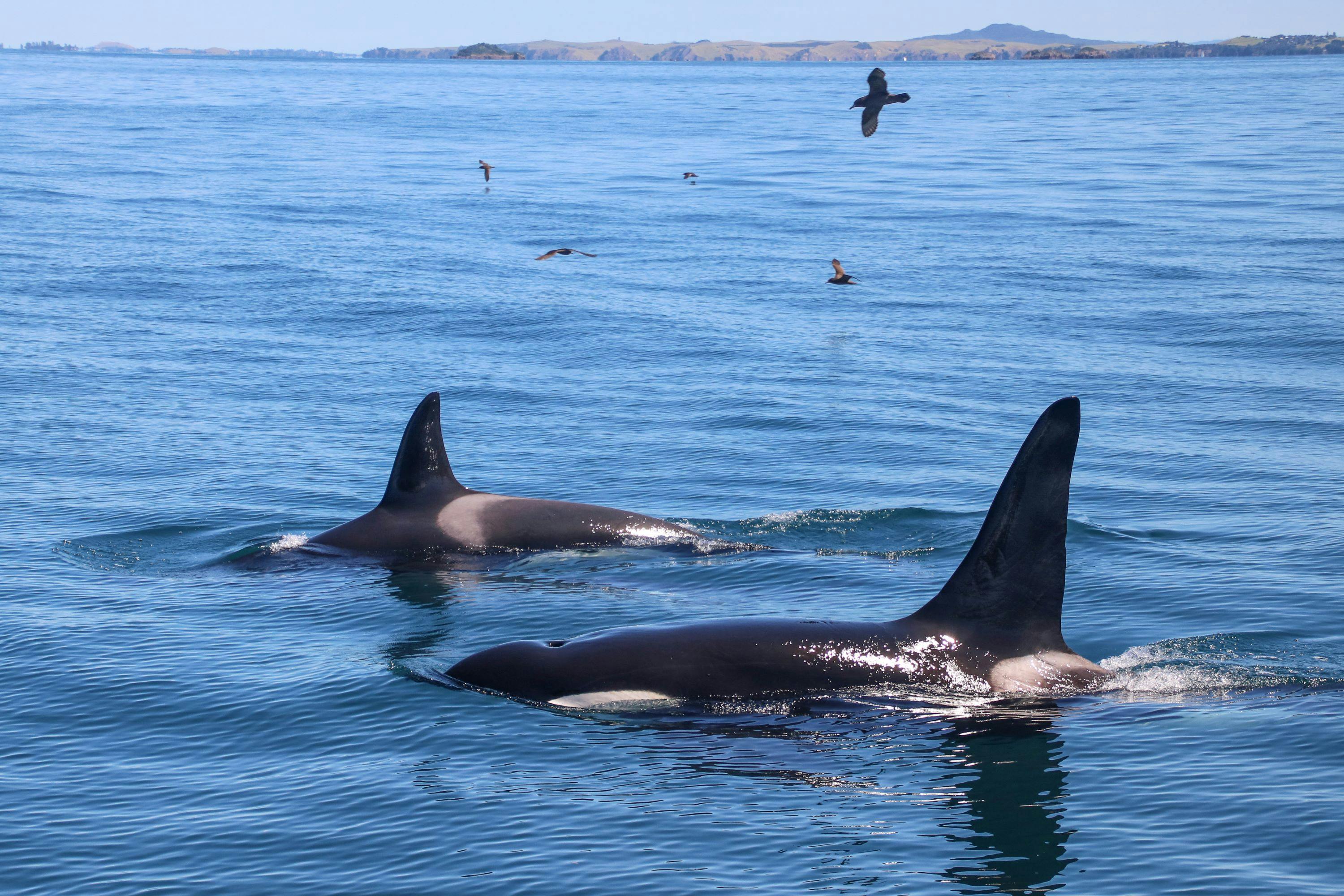 Deux orques nageant dans les eaux calmes de l'océan, avec des oiseaux volant au-dessus d'eux et une masse continentale visible au loin, à l'horizon.
