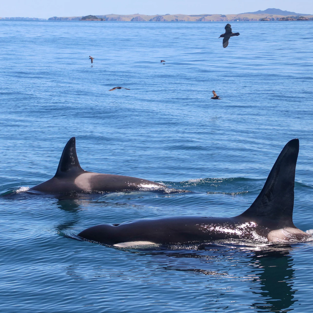 Two orcas swimming near the surface of the ocean with birds flying above and distant land visible on the horizon.