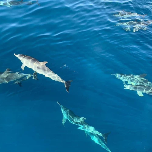 Puerto de Mogan: Excursão de 4 horas para observação de golfinhos por Keeper Uno - Photo 3
