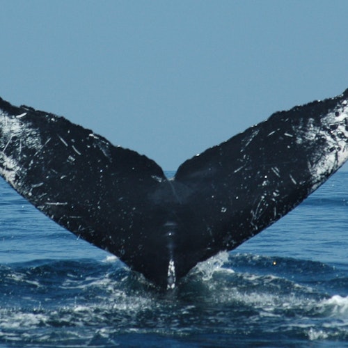 Whale Watching Puerto Vallarta & Riviera Nayarit