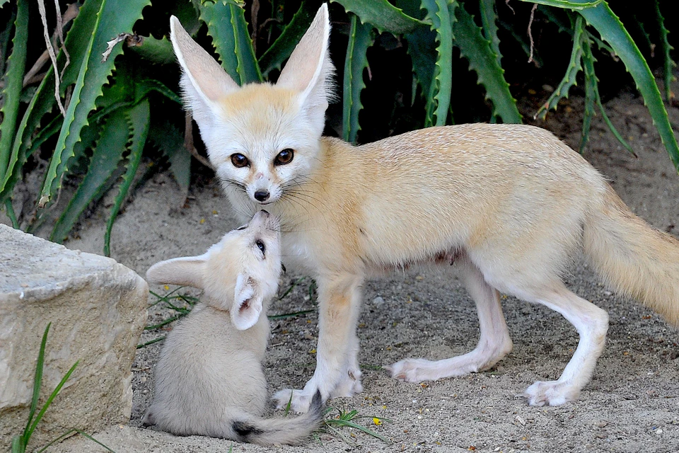 A fennec fox and its pup stand on sandy ground near green plants; the pup nuzzles the adult fox's nose.