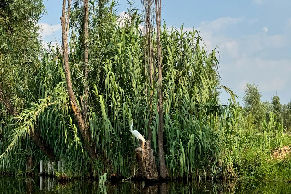 Heron sight
