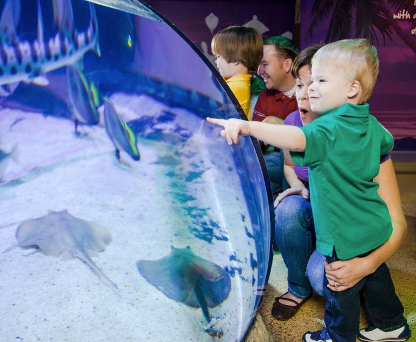 若い男の子が水族館の魚とアカエイを興奮して指差し、女性と他の子供たちが見ています。