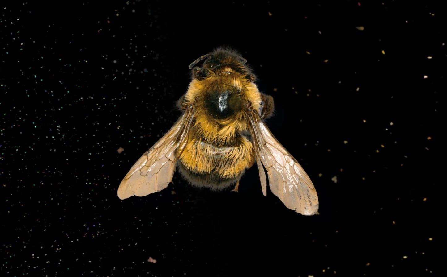 Een gedetailleerde close-up van een hommel met gespreide vleugels tegen een donkere achtergrond met verspreide vlekken.