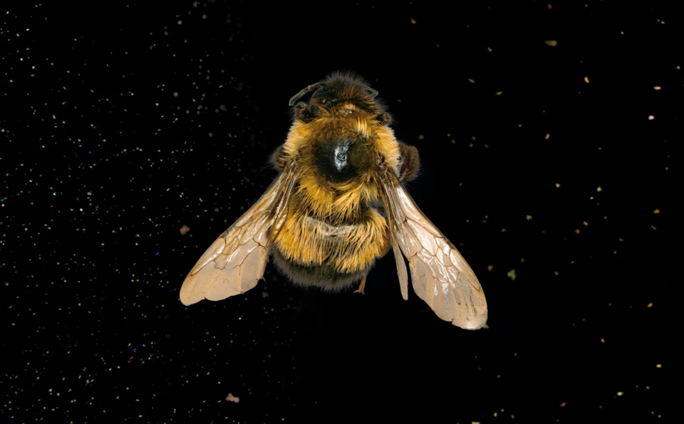 A detailed close-up of a bumblebee with its wings spread, set against a dark background with scattered specks.