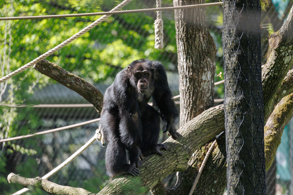 A chimpanzee perched on a tree branch, surrounded by ropes and greenery, in an outdoor enclosure.