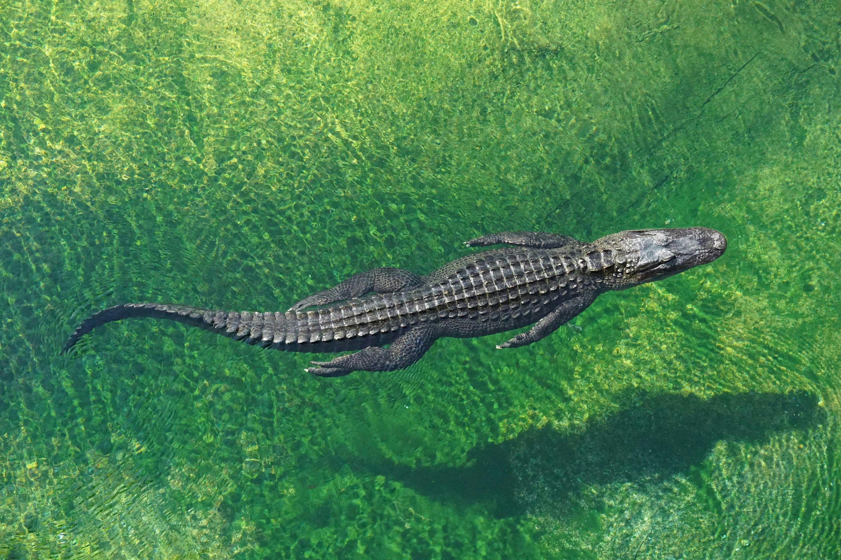 Everglades: 40-Minute Airboat Ride & Animal Sanctuary Admission