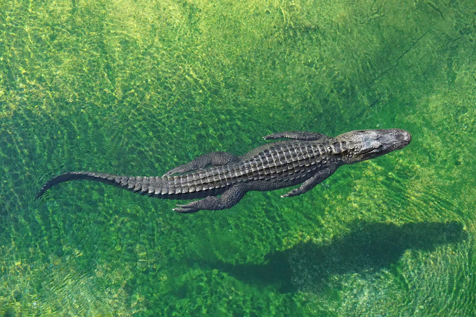 An alligator swims in clear, greenish water, revealing the texture and details of its scales and body.