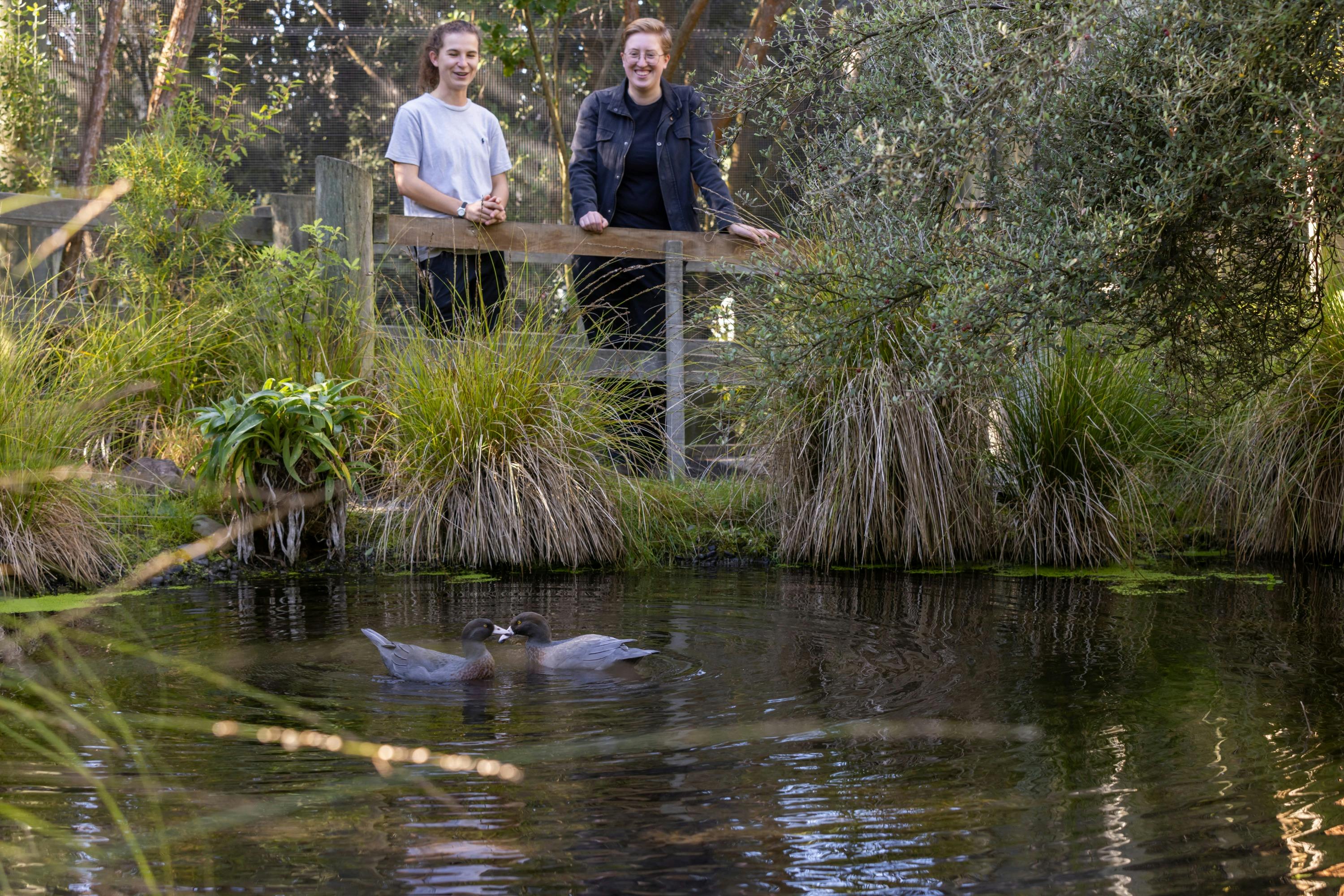 Two people stand by a wooden fence near a pond with ducks, surrounded by lush greenery.