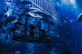 Emaar Entertainment - Aquário de Dubai & Underwater : PENGUIN NURSERY EXPERIENCE