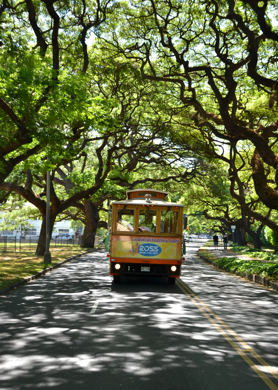 Yellow streetcar driving down a tree-lined road with large, overhanging branches under a sunny sky.