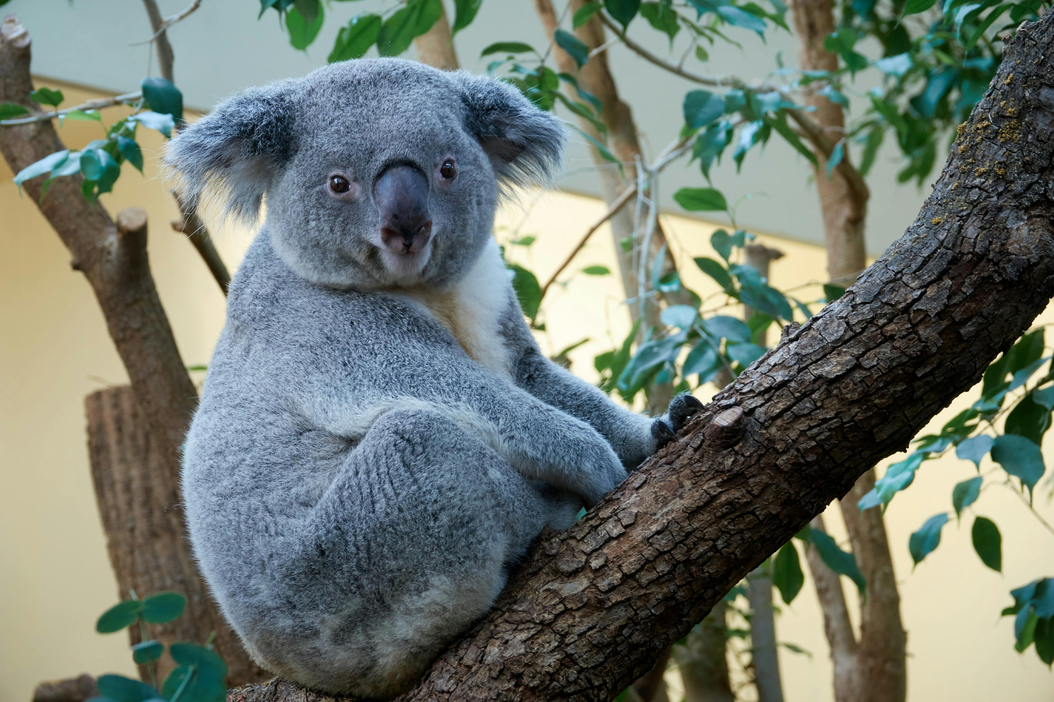 Ours Koala