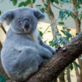 Ours Koala