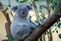 Koala-Bär