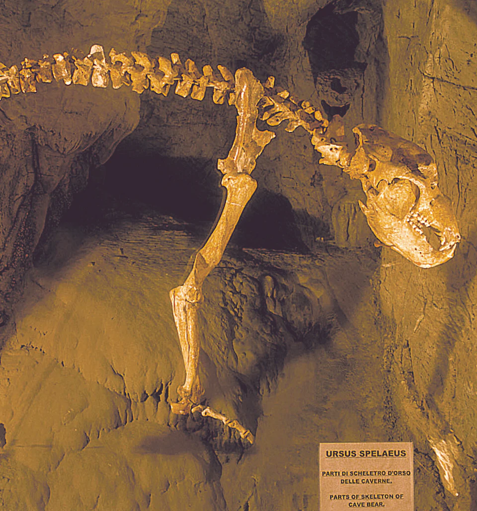 Skeleton of a cave bear mounted against a cave-like background with a small plaque reading "Ursus Spelaeus” beneath.