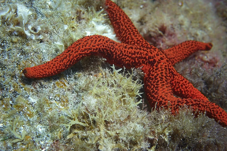 starfish