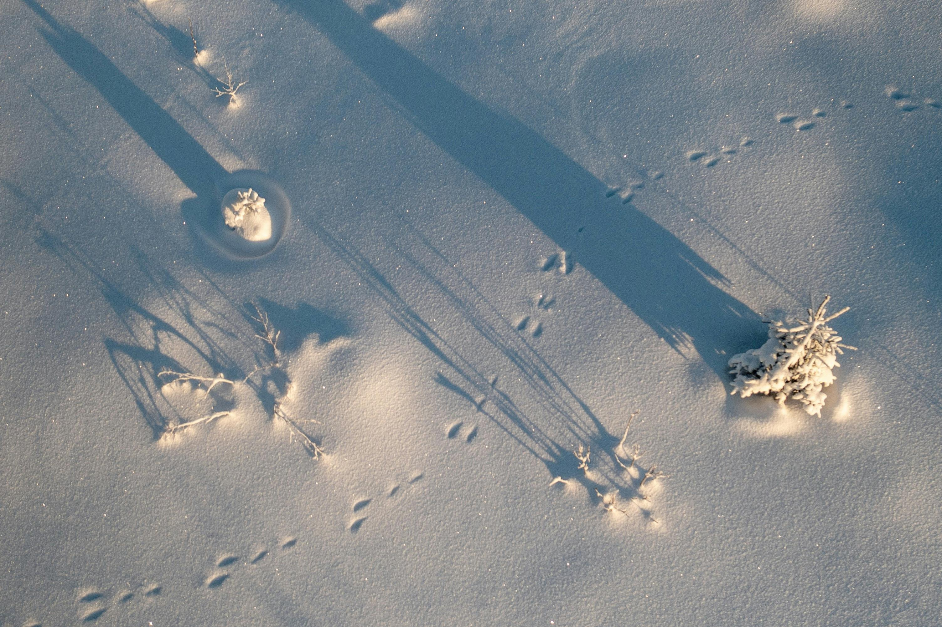 Εθνικό Πάρκο Riisitunturi