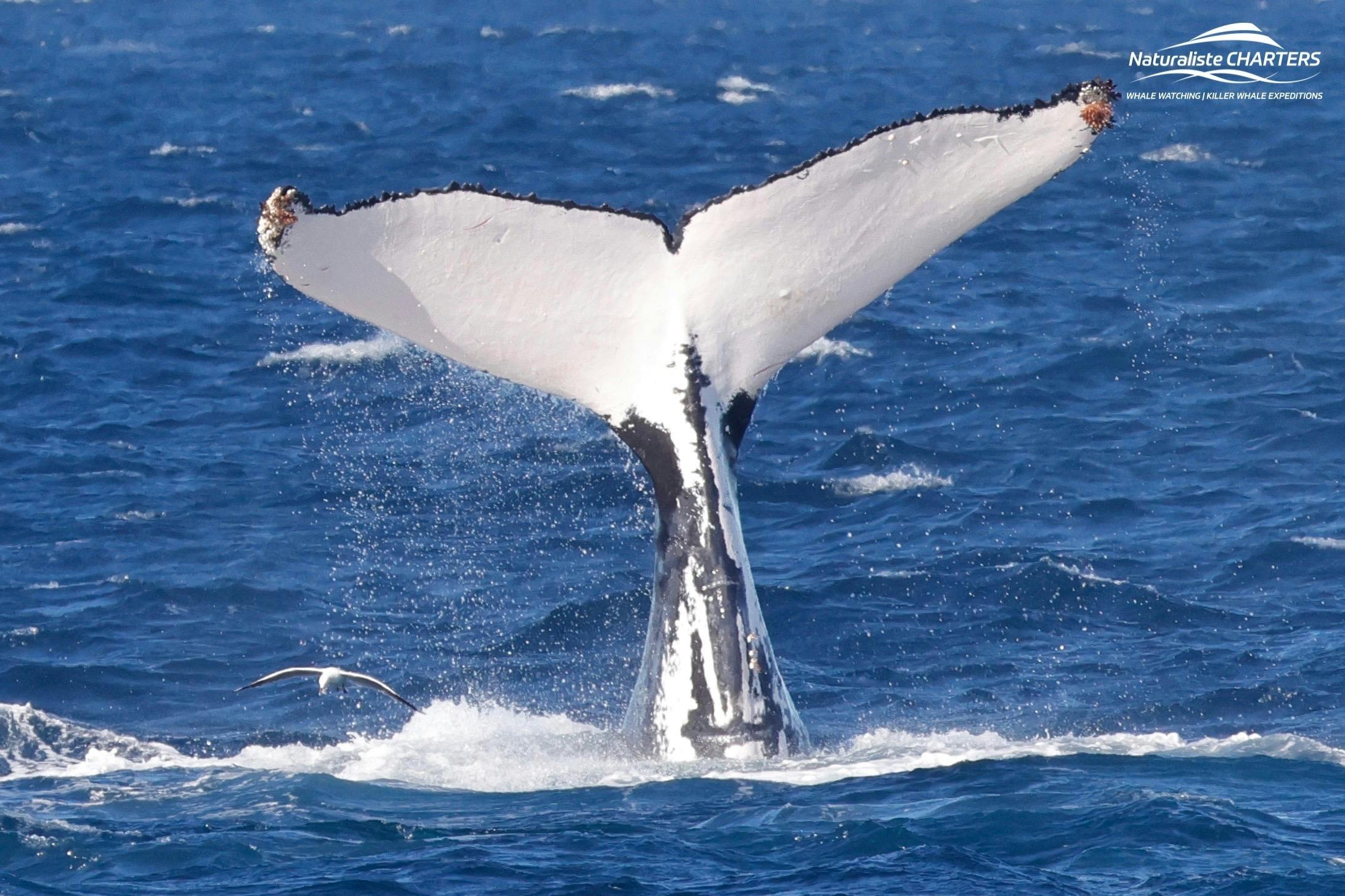 Queue de baleine à bosse (Flukes)