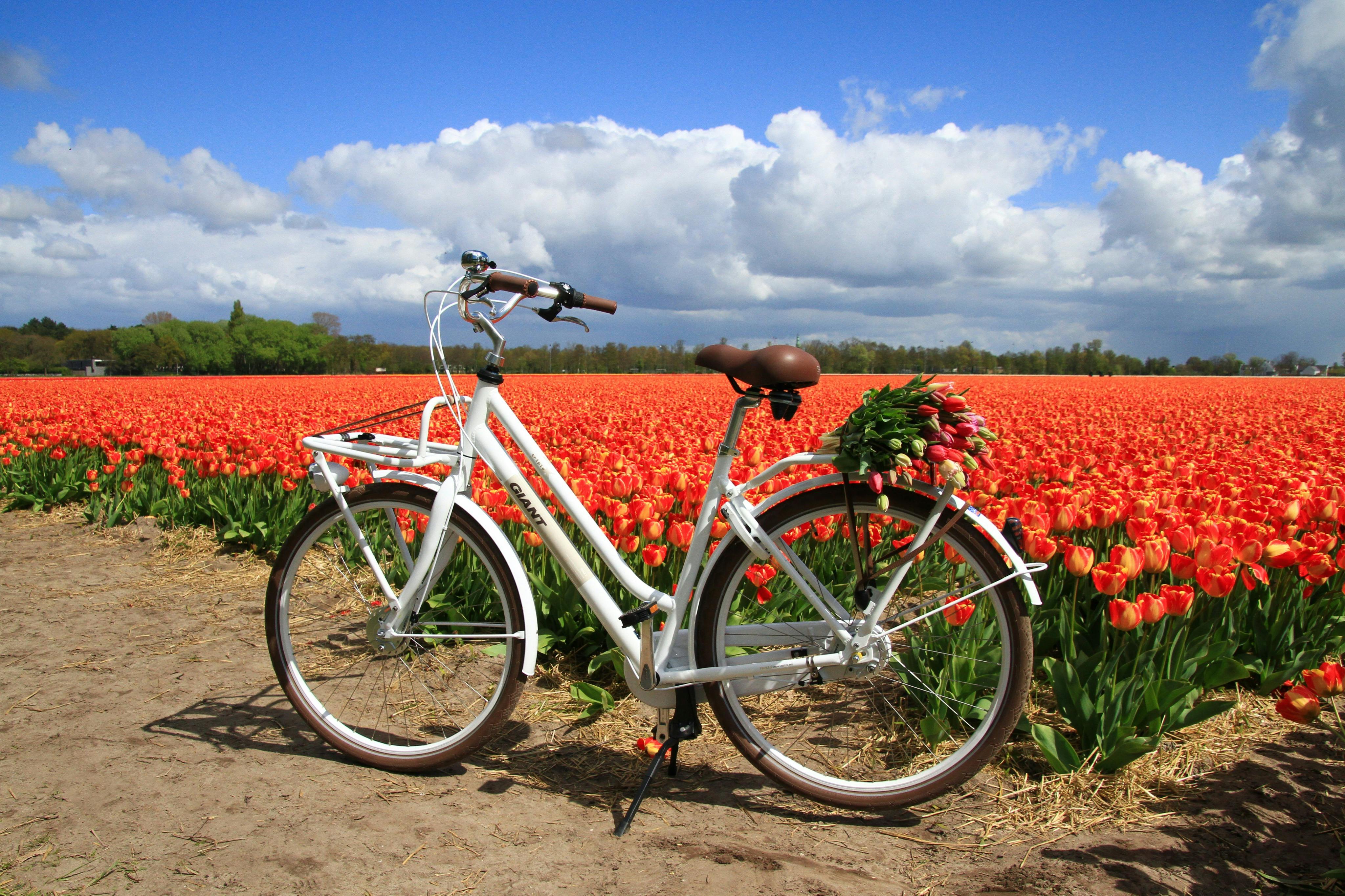 A white bicycle with a bouquet of tulips on the rear rack, parked in front of a field of red tulips under a partly cloudy sky.