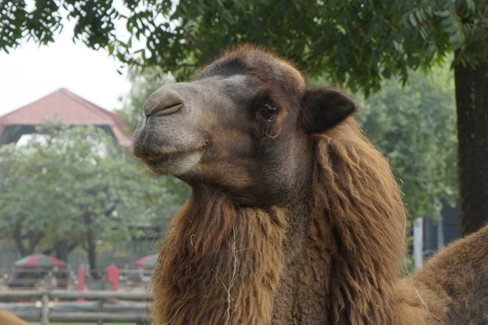 A close-up of a camel with a shaggy coat standing outdoors near trees and a fence in the background.