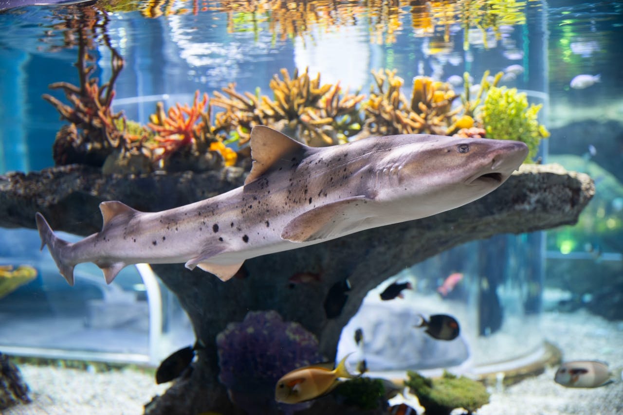 Busan: SEA LIFE Aquarium Admission with Photo Shoot 5