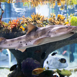 Busan: SEA LIFE Aquarium Admission with Photo Shoot 5