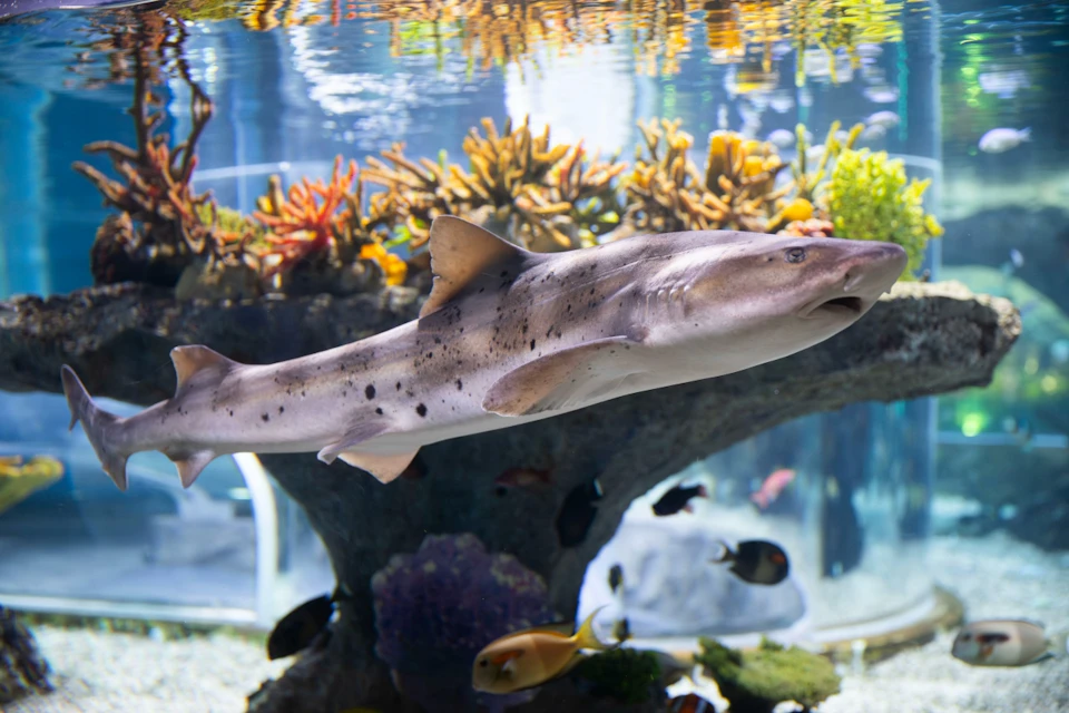 A shark swims in a large aquarium with colorful coral and various fish in the background.