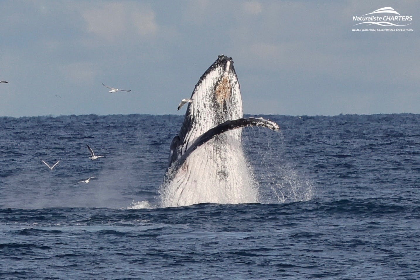 Baleine à bosse en train de se reproduire