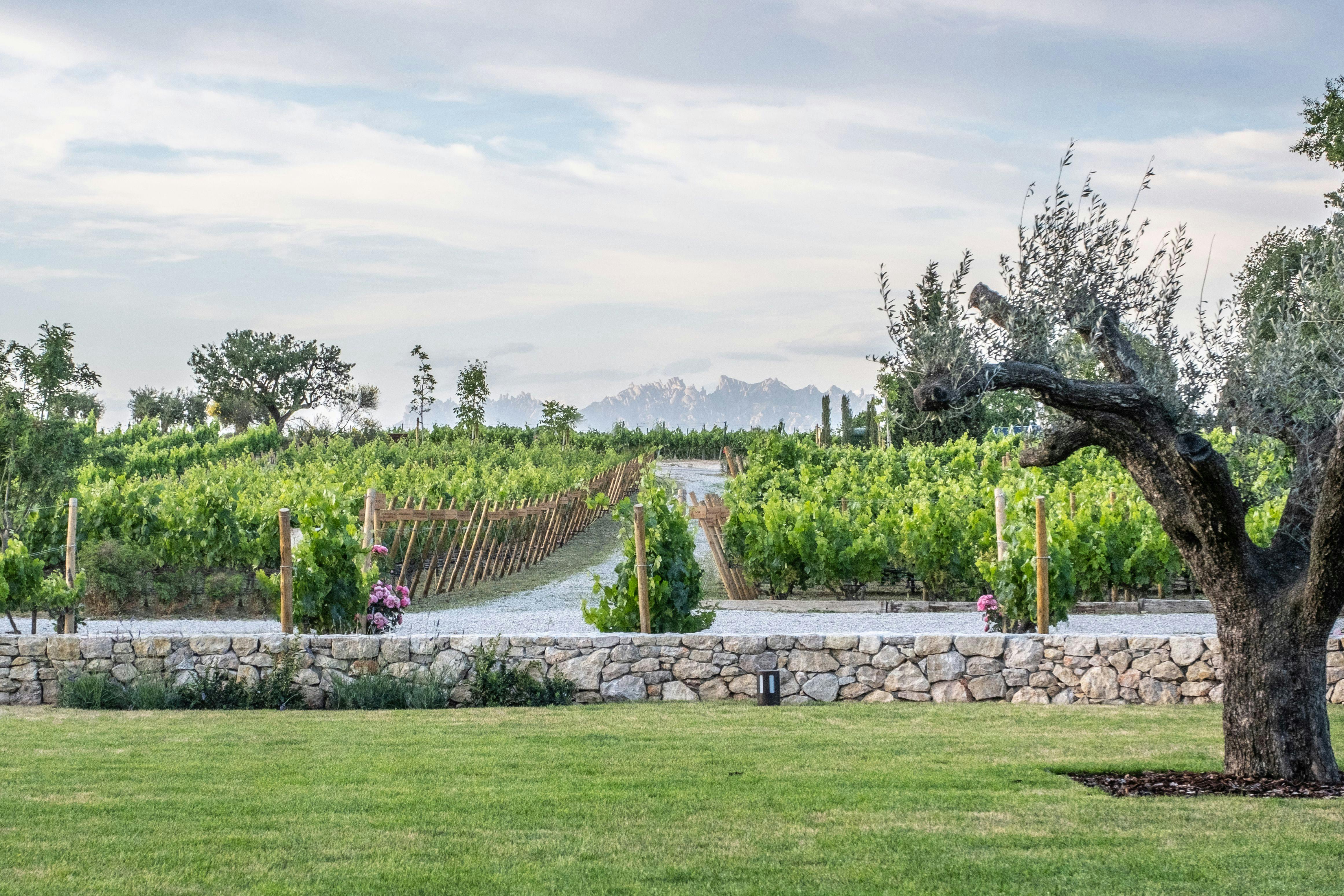 Torres Winery: Guided Tour + Wine & Tapas Pairing