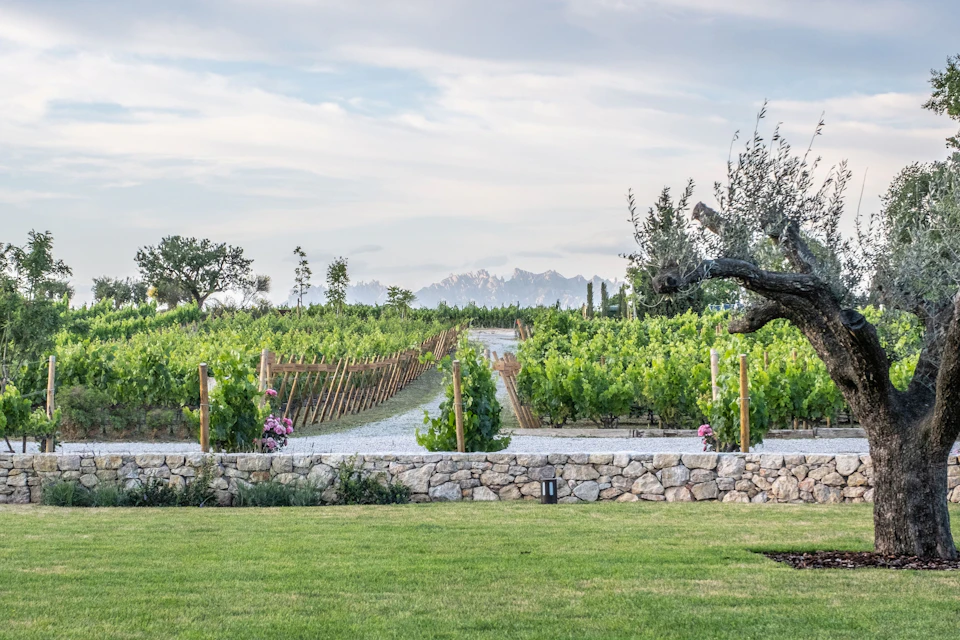 A vineyard with rows of grapevines, a stone wall in the foreground, and distant mountains under a partly cloudy sky.