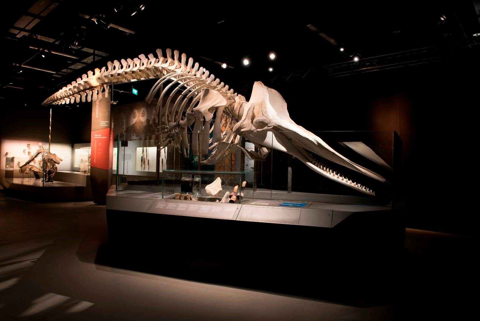 Lee Kong Chian Natural History Museum: Entry