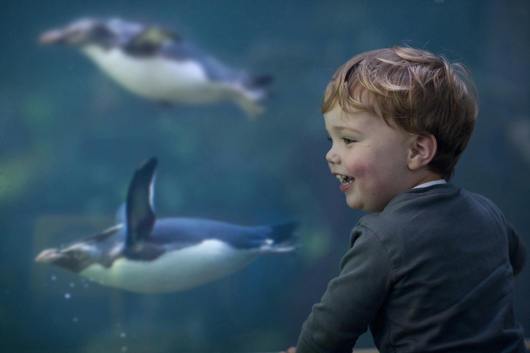 Two Oceans Aquarium: Fast Track