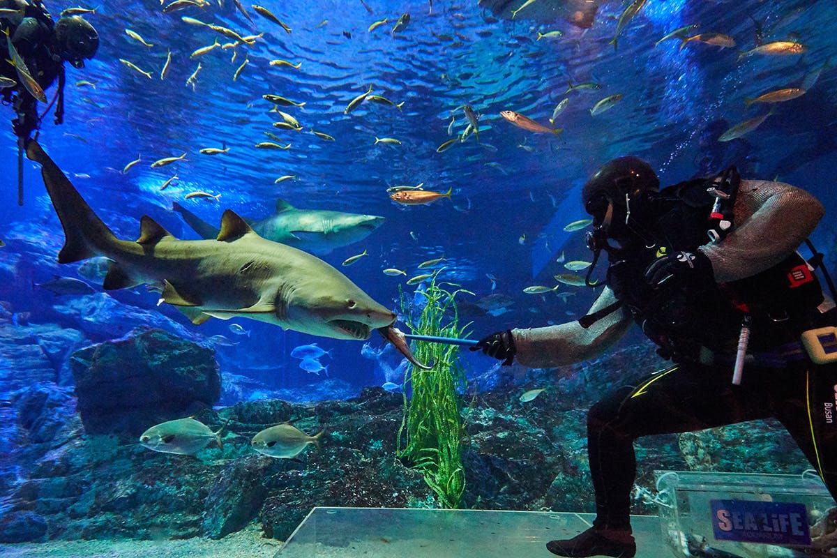 SEA LIFE Busan Aquarium: Admission + Photo Shoot