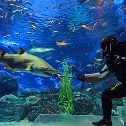 Busan SEA LIFE Aquarium