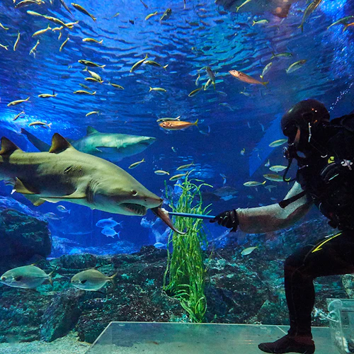 Busan SEA LIFE Aquarium: Off-Peak Admission Ticket + Photo Shoot