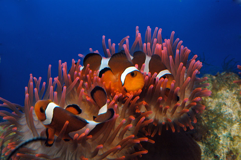 Clownfish swimming among the tentacles of a sea anemone in clear blue water.