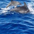 Семейство дельфиновых