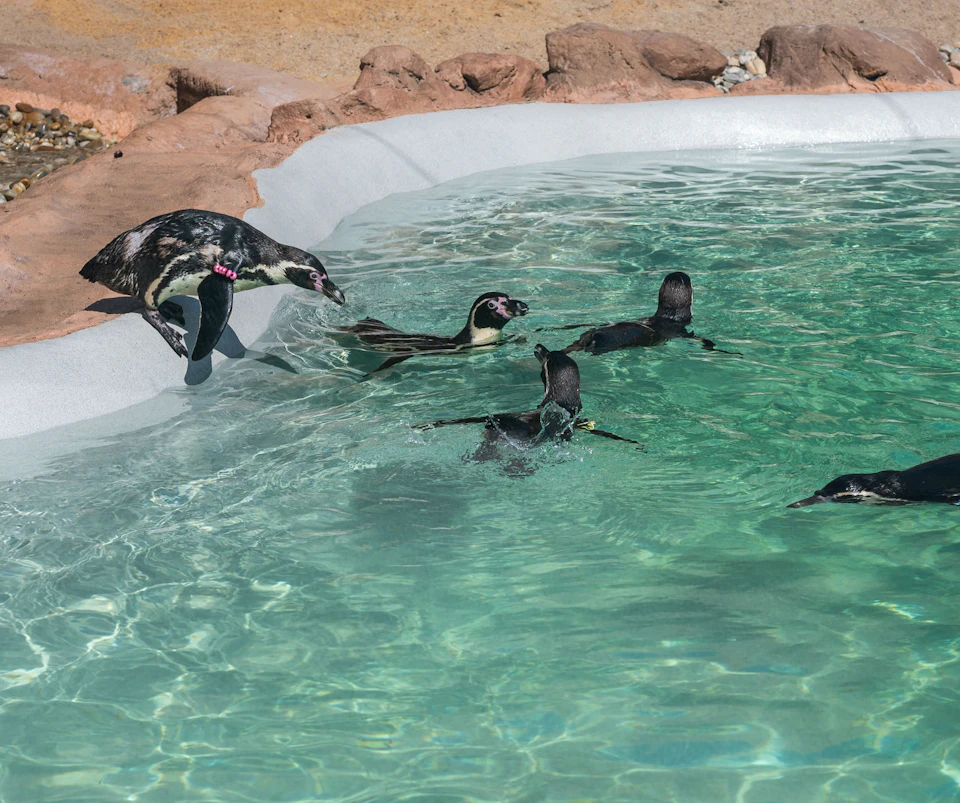 Penguin Port