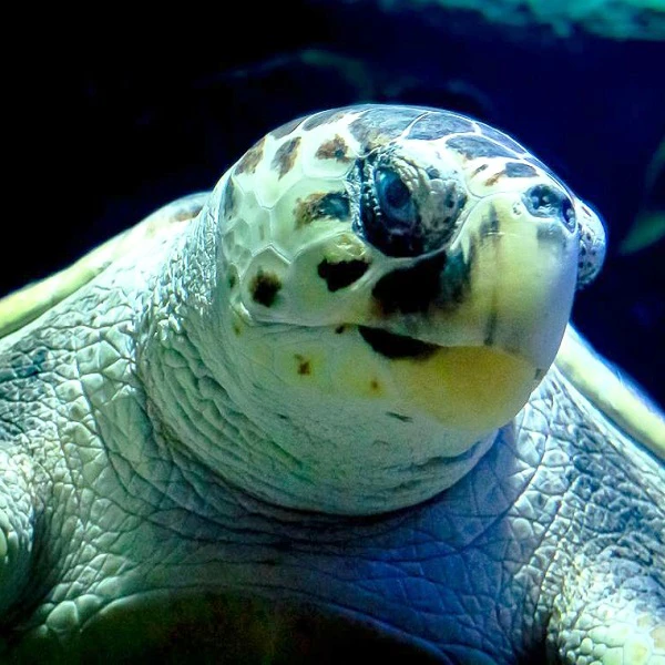 Gran Canaria Aqualand Maspalomas Tickets