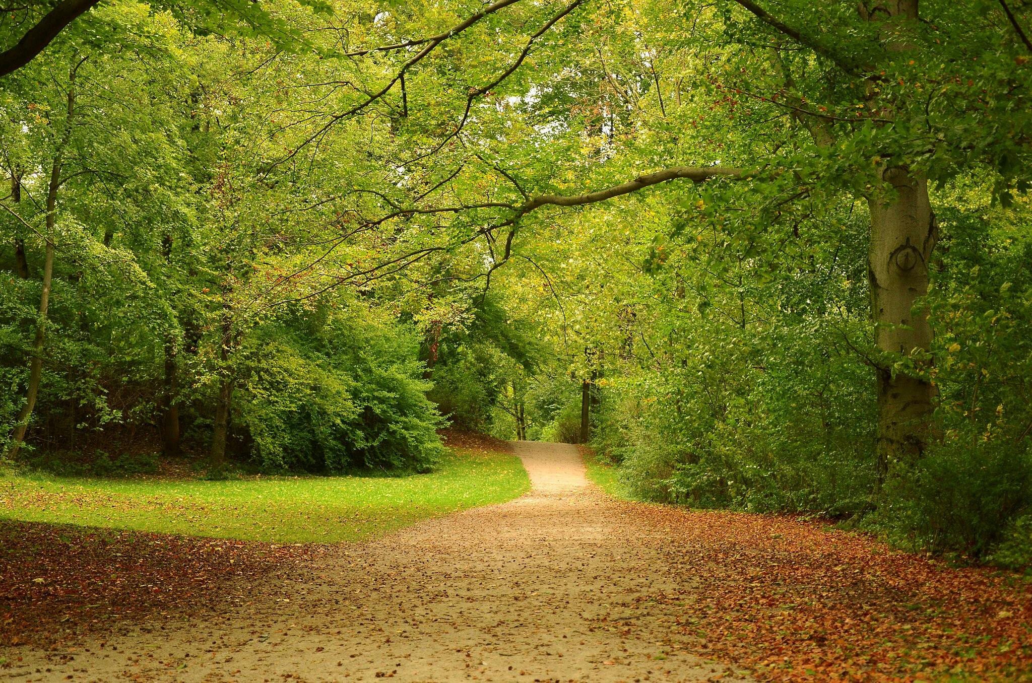 Un camí de terra serpenteja a través d'una zona densament boscosa amb arbres verds i fulles caigudes escampades pel terra.