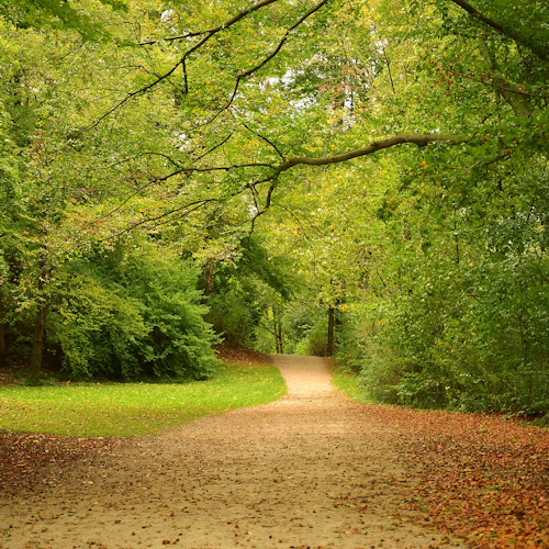 Ein unbefestigter Weg schlängelt sich durch ein dicht bewaldetes Gebiet mit grünen Bäumen und herabgefallenen Blättern, die auf dem Boden verstreut liegen.